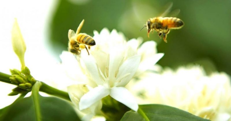 mật ong tây nguyên